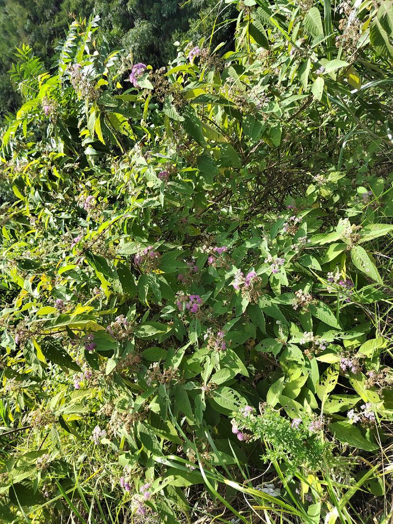 贵州高原野生中药材，紫珠叶，自然晒干，无硫