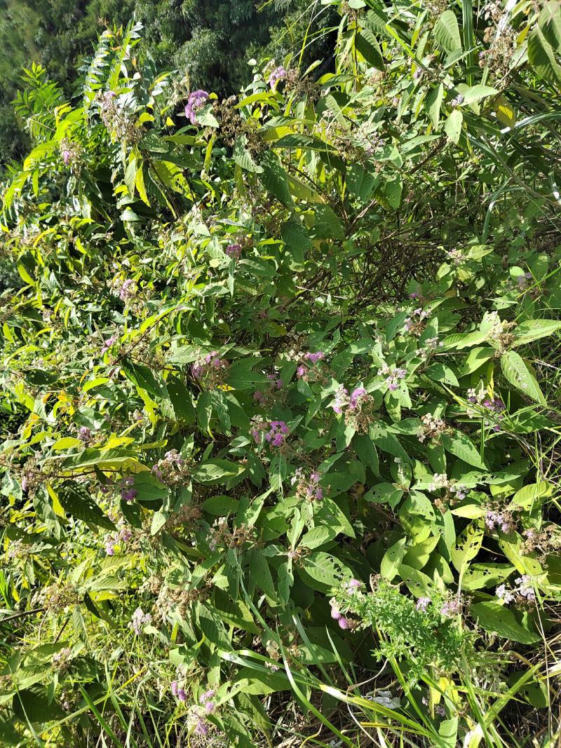 贵州高原野生中药材，紫珠叶，自然晒干，无硫