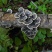 【推荐】云芝大量供应品质正宗大量供应诚信为本