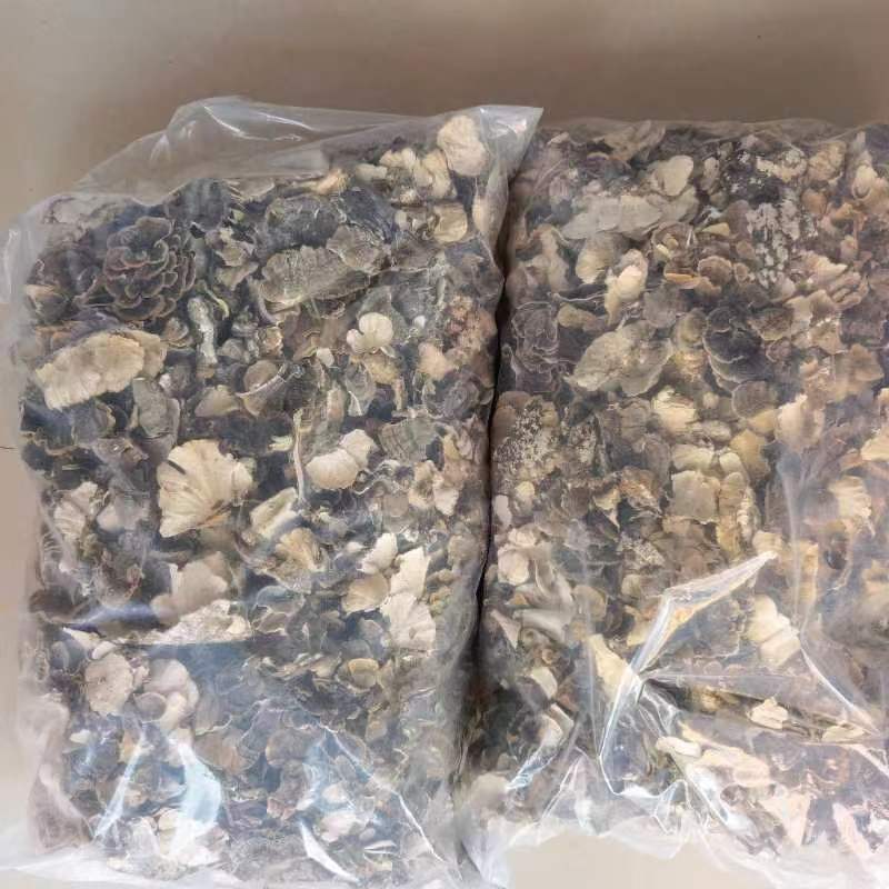 【推荐】云芝大量供应品质正宗大量供应诚信为本