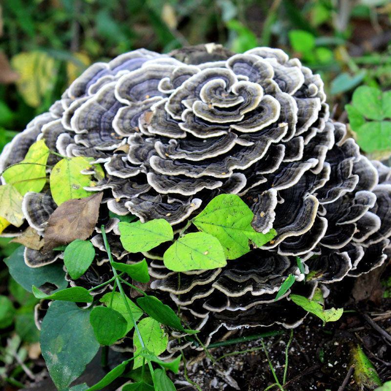 【推荐】云芝大量供应品质正宗大量供应诚信为本