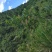 贵州高原野生中药材，紫珠叶，自然晒干，无硫