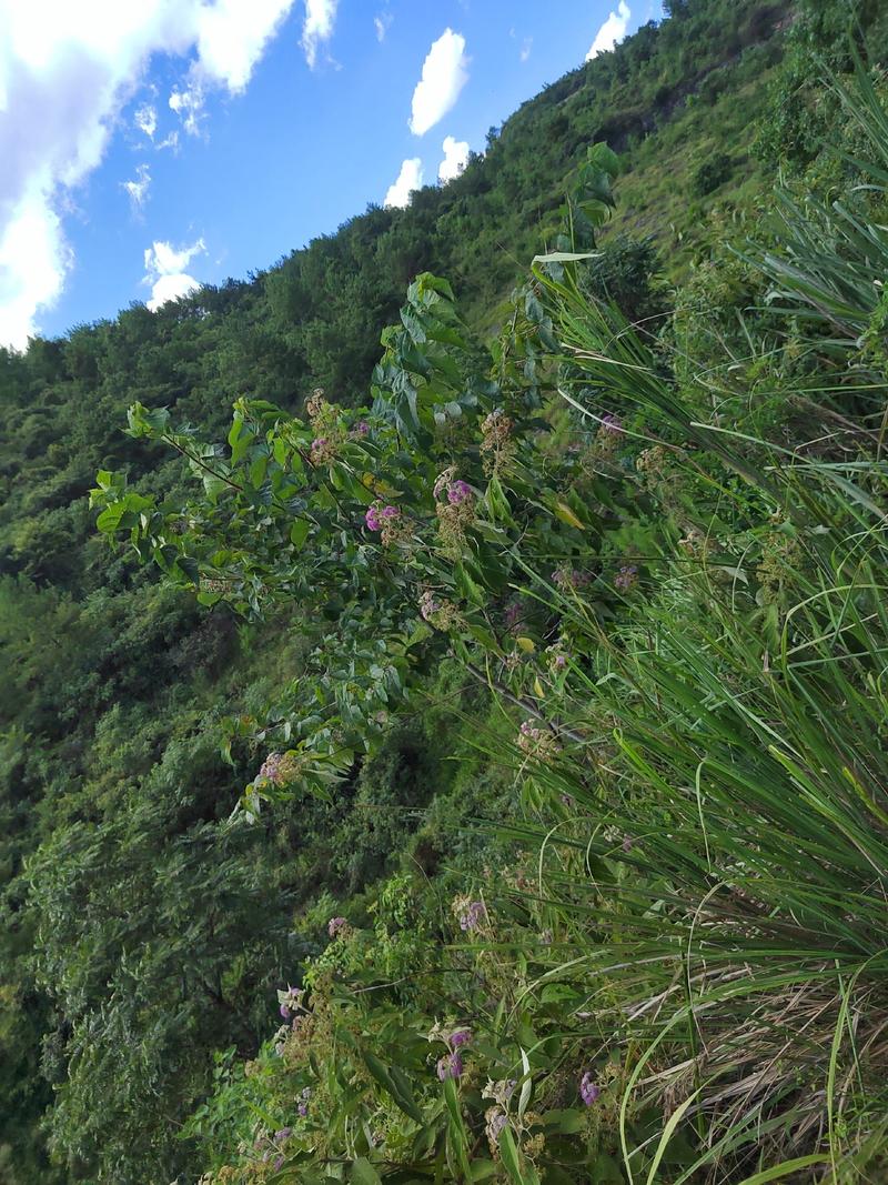 贵州高原野生中药材，紫珠叶，自然晒干，无硫