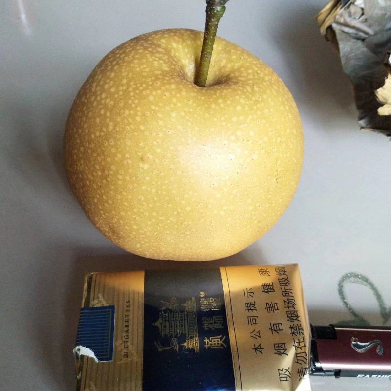几百亩秋月梨以上市