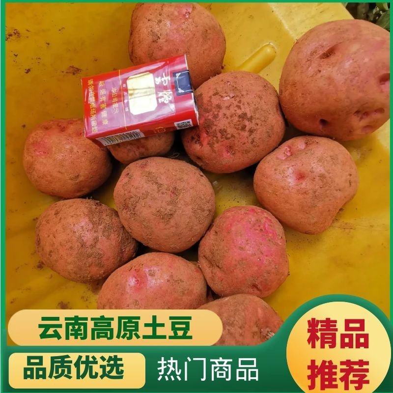 云南红皮土豆/红皮黄心/丽薯7号/合作88/青薯9号产地