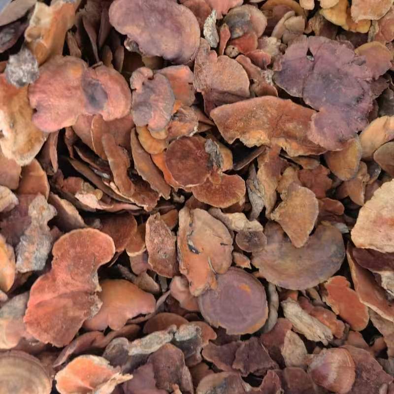 【推荐】牛樟芝货源充足