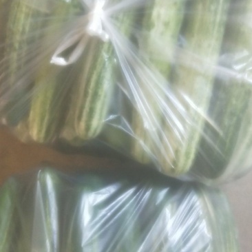 精品燕白黄瓜。高山蔬菜