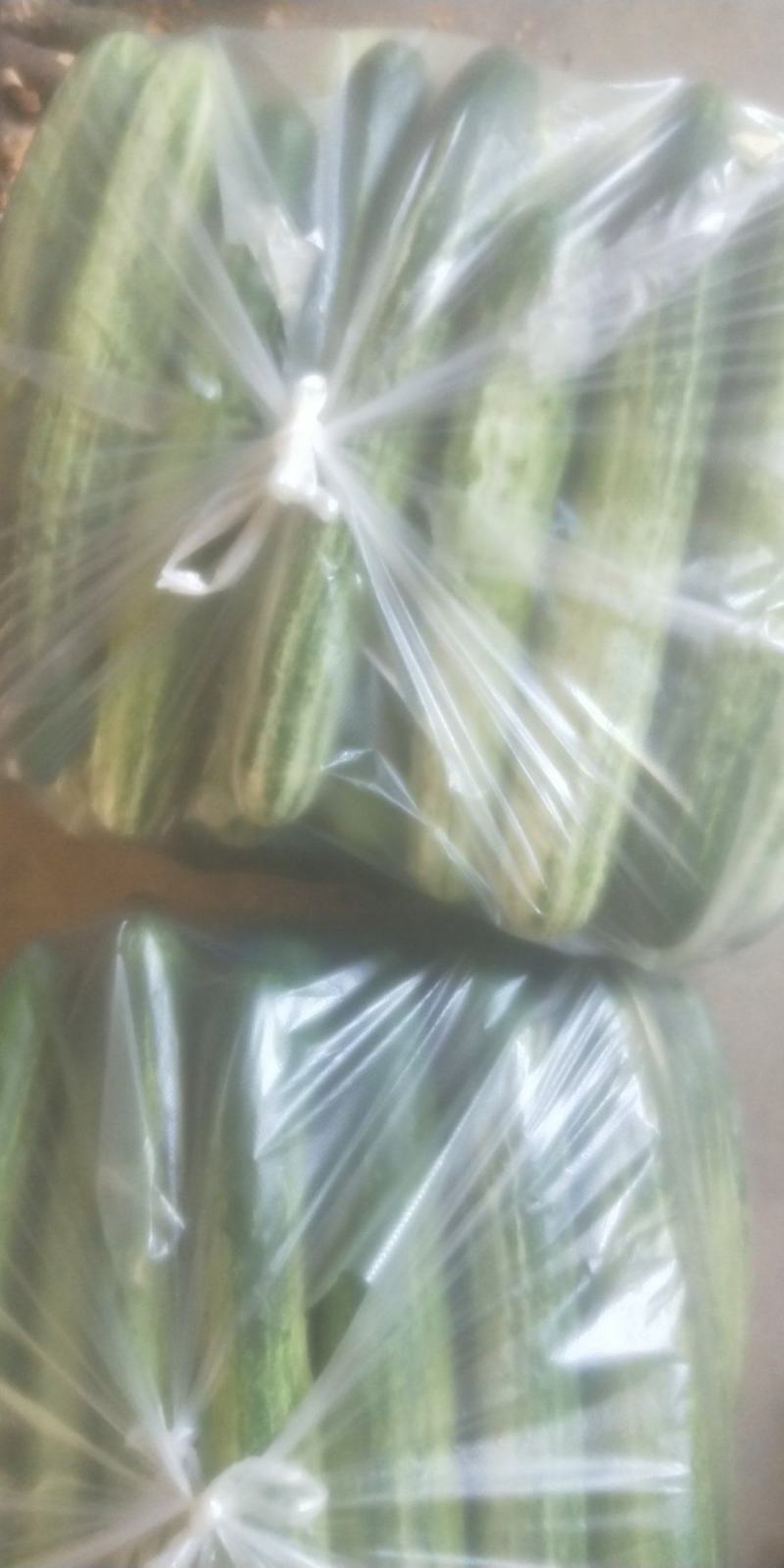精品燕白黄瓜。高山蔬菜
