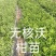 091无核沃柑苗