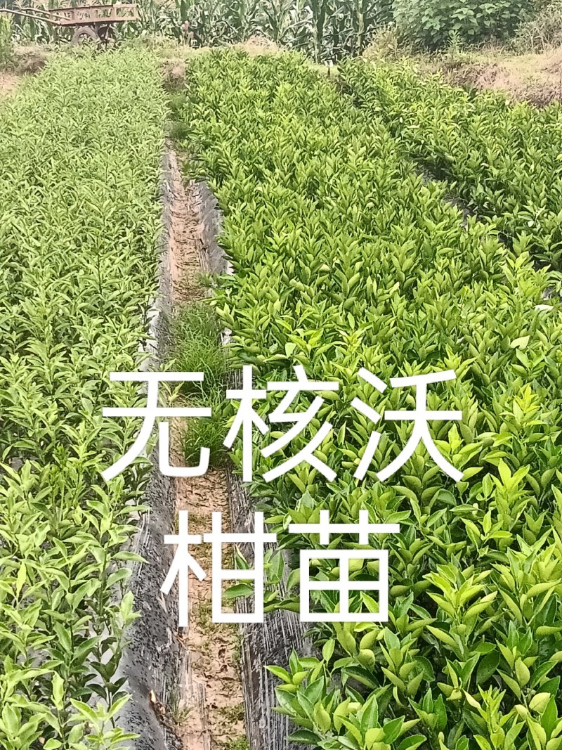 091无核沃柑苗