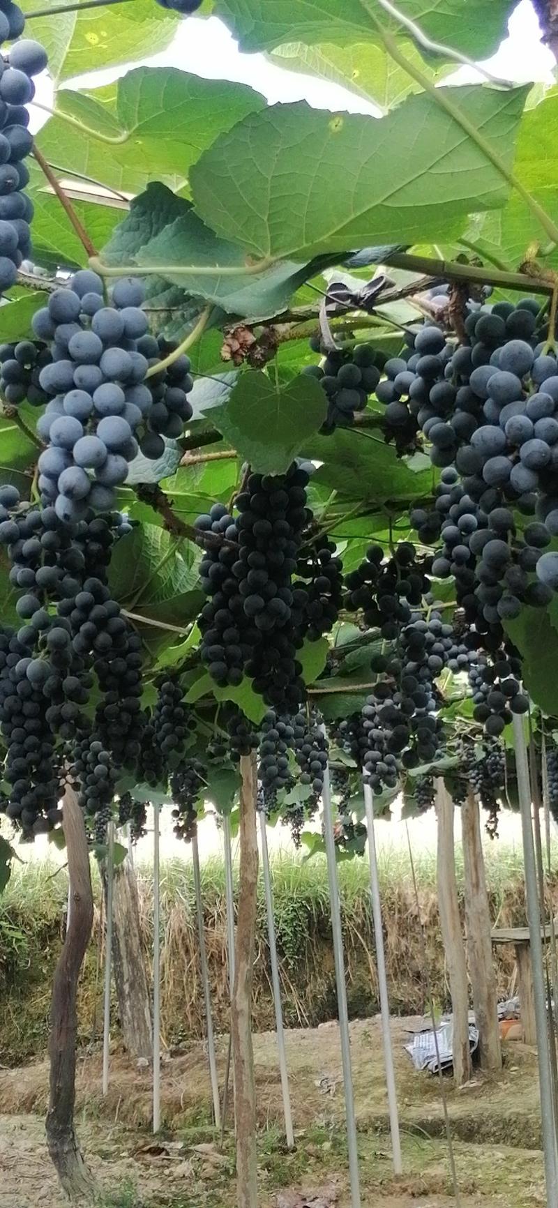 黑葡萄。紫秋葡萄，山葡萄。高山二号。酒葡萄
