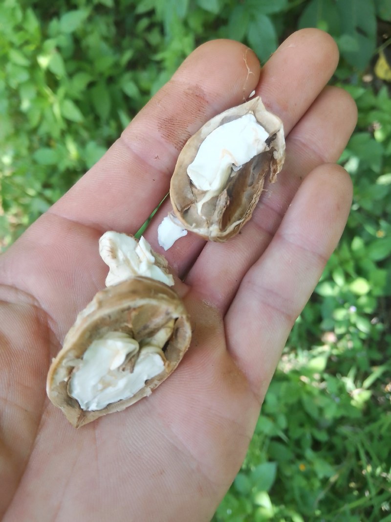 核桃带皮品种白果