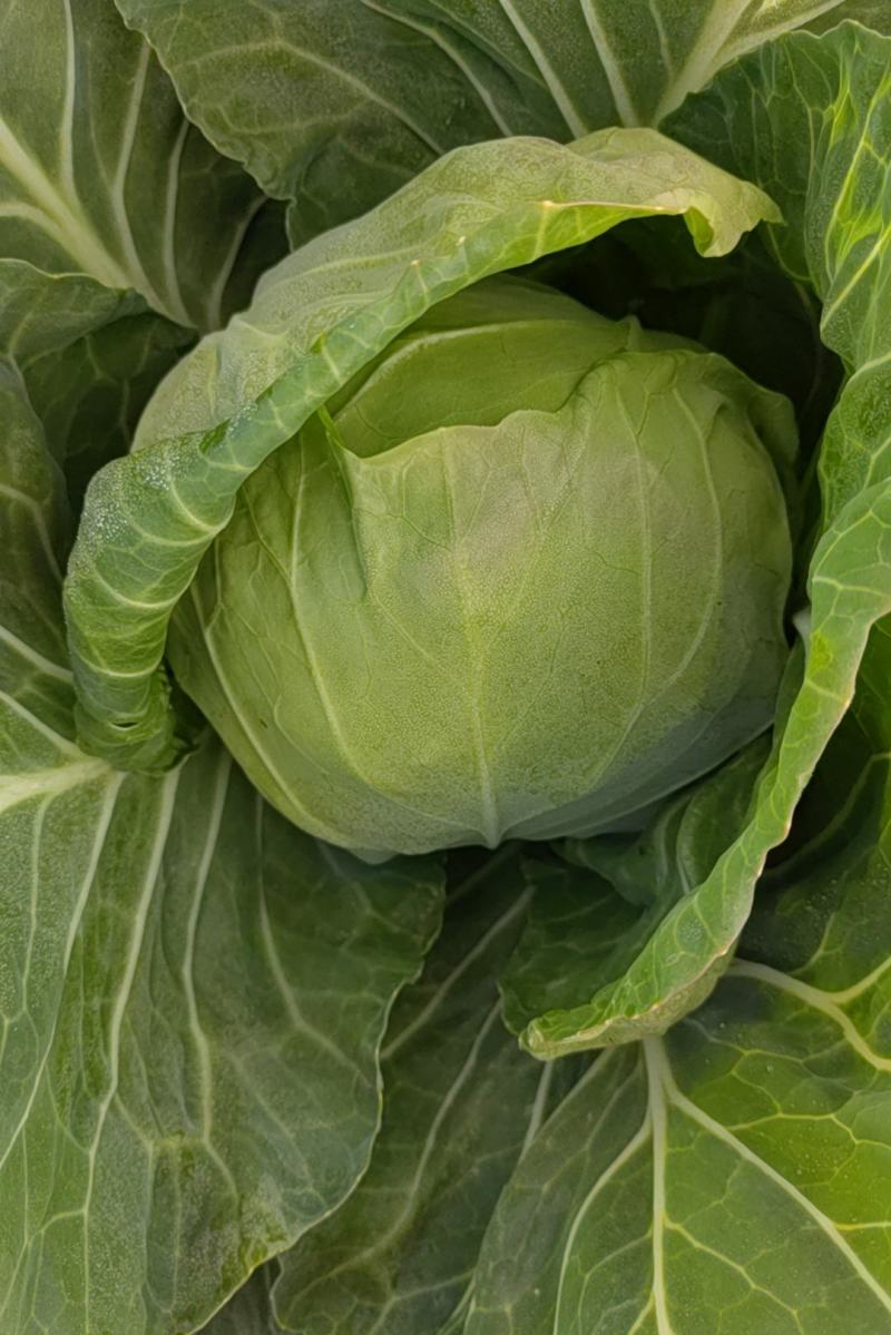 高原夏季蔬菜，量大，货好！