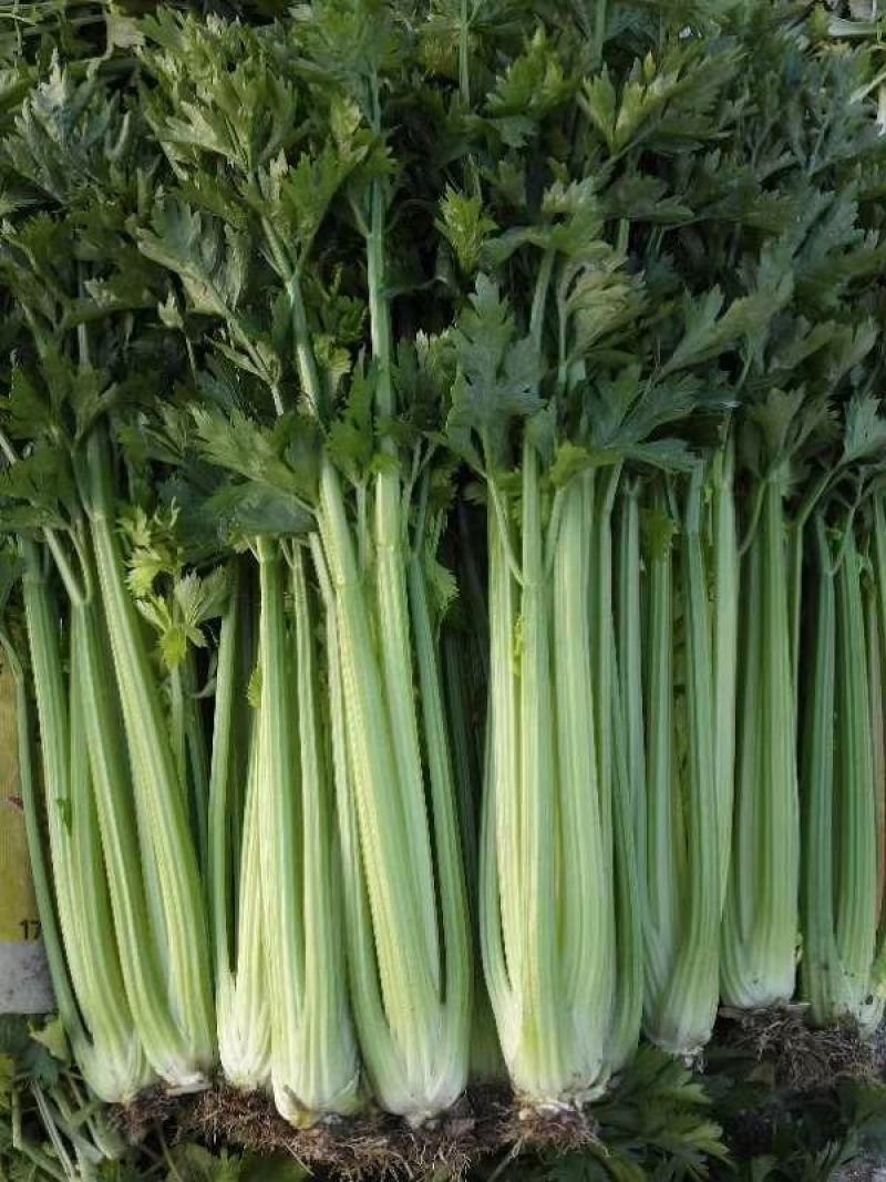 高原夏季蔬菜，量大，货好！