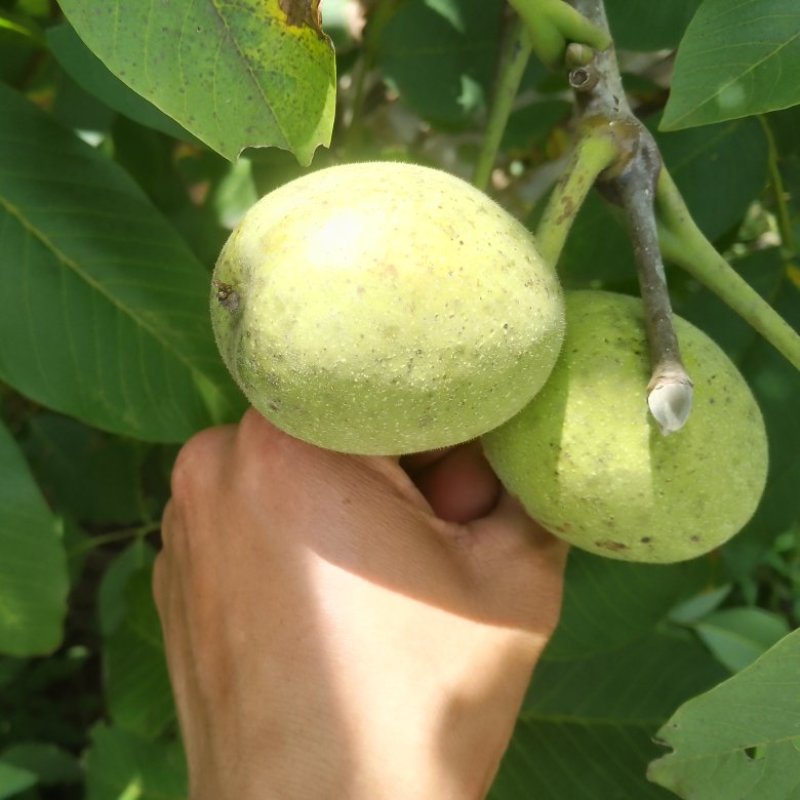 核桃带皮品种白果