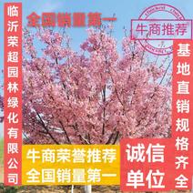 低价供应高低杆染井吉野5-60公分各种规格的樱花