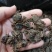 黑蜘蛛蜘蛛干货足干包邮批发零售可常年供应