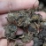 黑蜘蛛蜘蛛干货足干包邮批发零售可常年供应