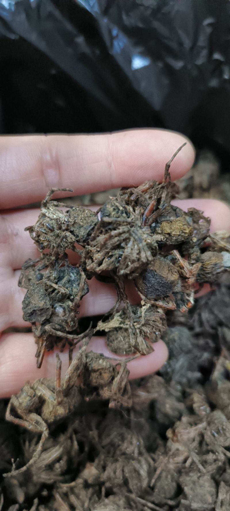 黑蜘蛛蜘蛛干货足干包邮批发零售可常年供应