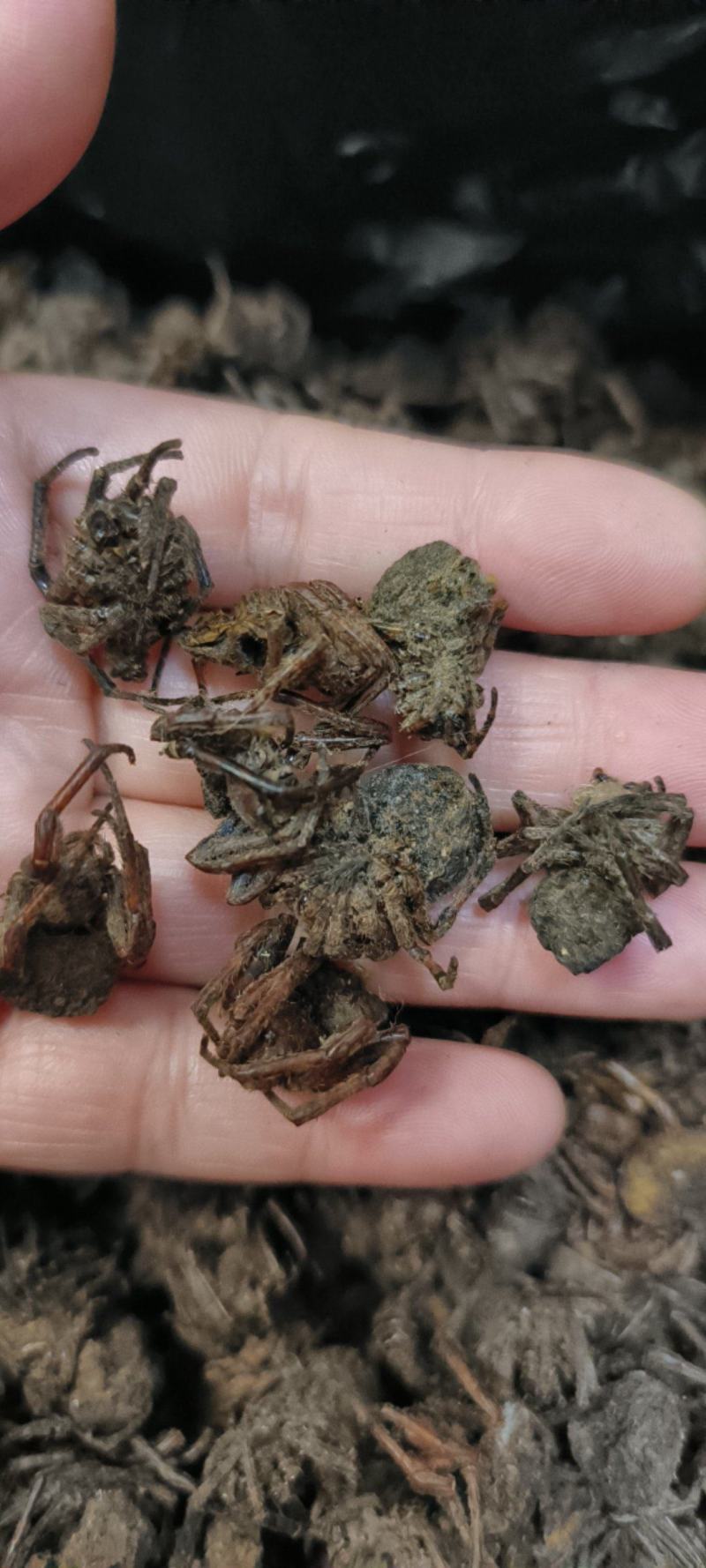 黑蜘蛛蜘蛛干货足干包邮批发零售可常年供应