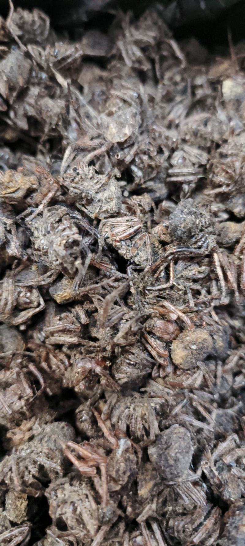 黑蜘蛛蜘蛛干货足干包邮批发零售可常年供应