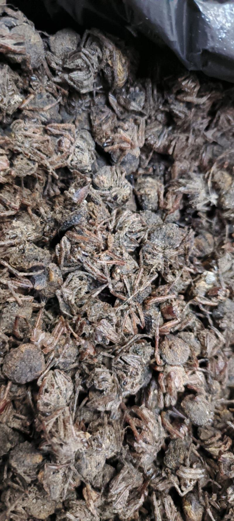 黑蜘蛛蜘蛛干货足干包邮批发零售可常年供应
