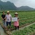 中草药:苦玄参（苦草）基地种植
