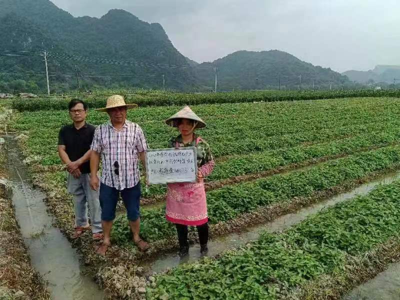中草药:苦玄参（苦草）基地种植