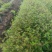 中草药:苦玄参（苦草）基地种植