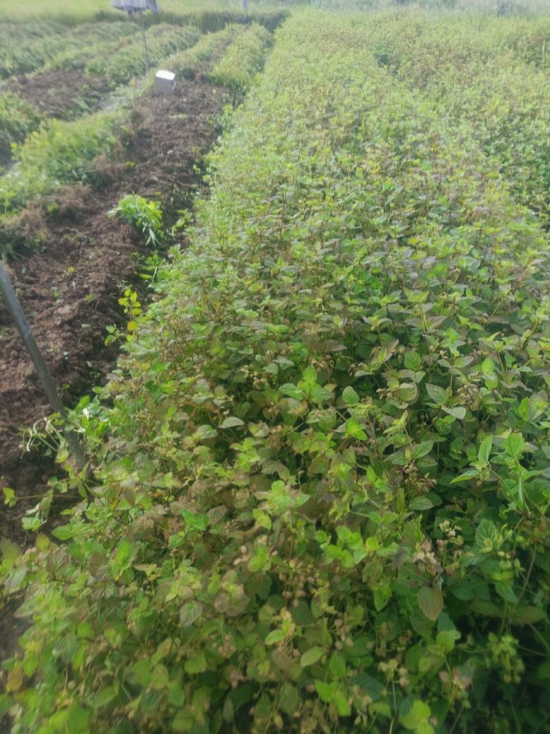 中草药:苦玄参（苦草）基地种植