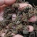 黑蜘蛛蜘蛛干货足干包邮批发零售可常年供应