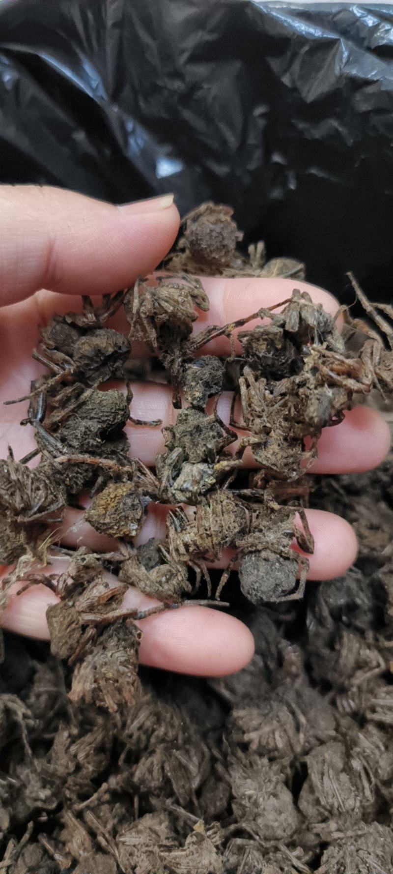 黑蜘蛛蜘蛛干货足干包邮批发零售可常年供应