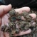 黑蜘蛛蜘蛛干货足干包邮批发零售可常年供应
