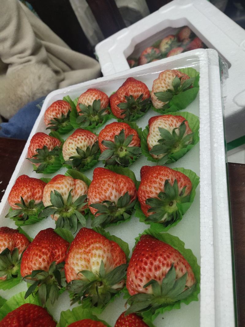 草莓