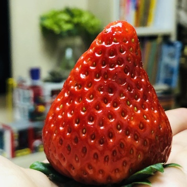 草莓