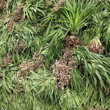 大花萱草萱草产地直发量大从优价格美丽