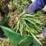 大花萱草萱草产地直发量大从优价格美丽