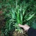 大花萱草萱草产地直发量大从优价格美丽
