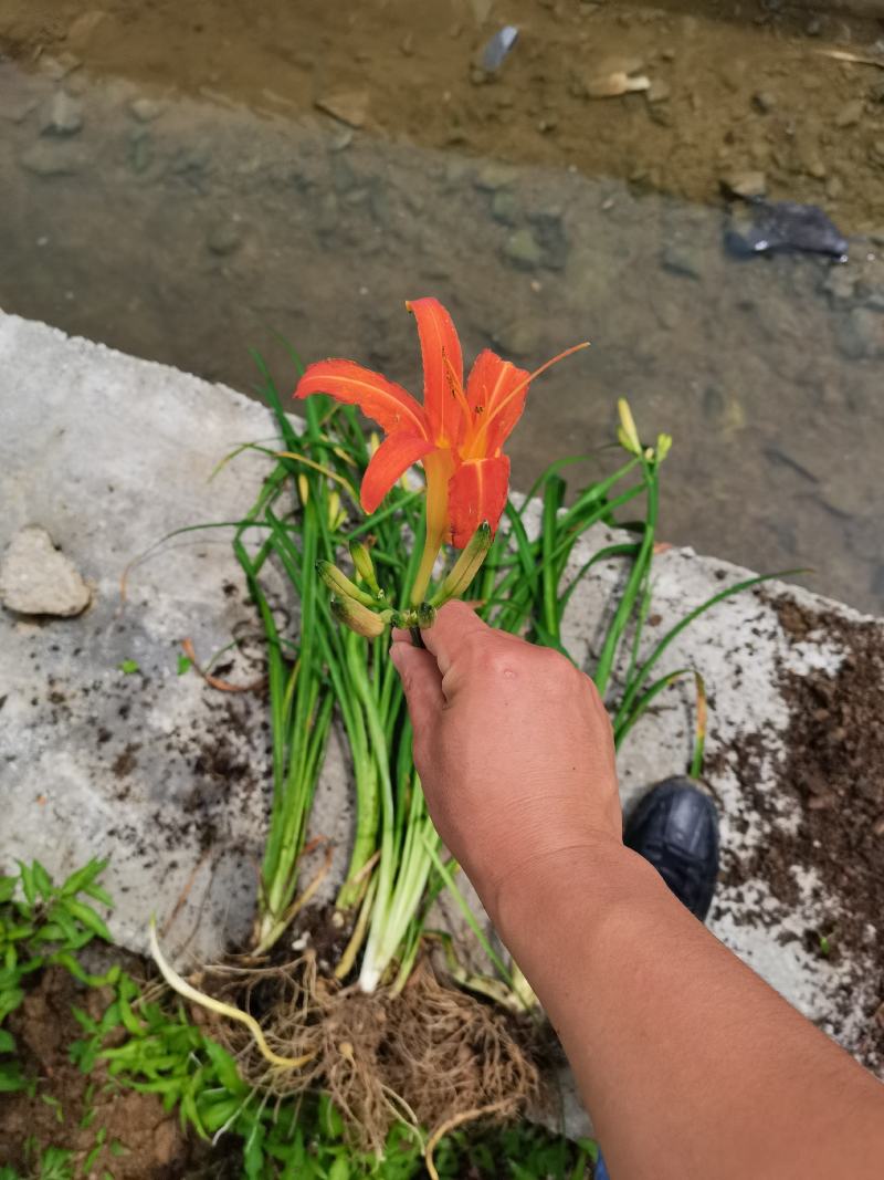 大花萱草萱草产地直发量大从优价格美丽