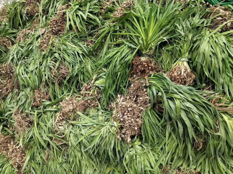 大花萱草萱草产地直发量大从优价格美丽