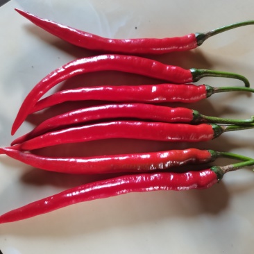 青辣椒，红辣椒，新鲜刺梨