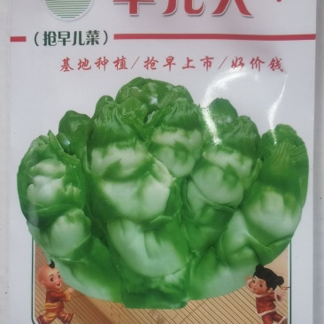 早熟儿菜种子早儿大基地种植早上市卖好价钱