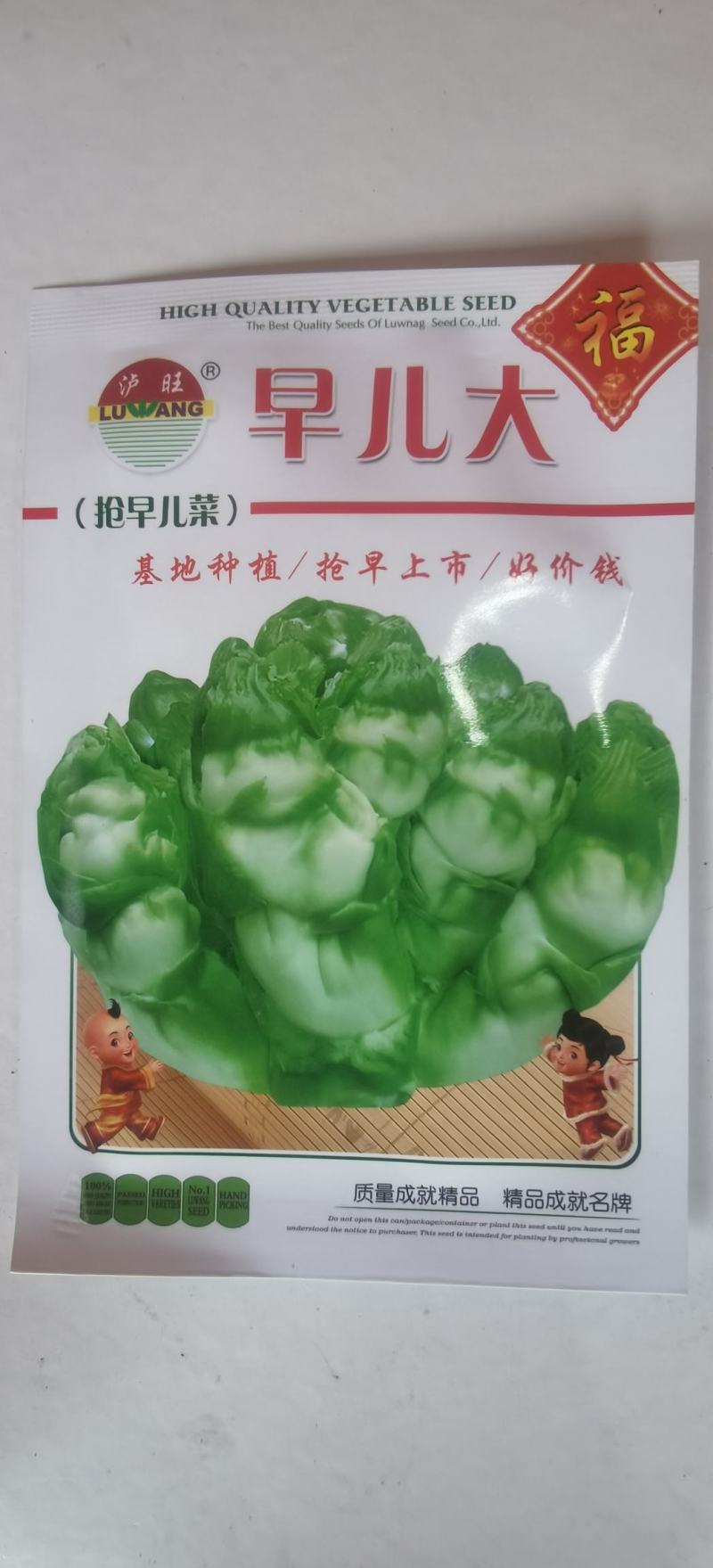 早熟儿菜种子早儿大基地种植早上市卖好价钱