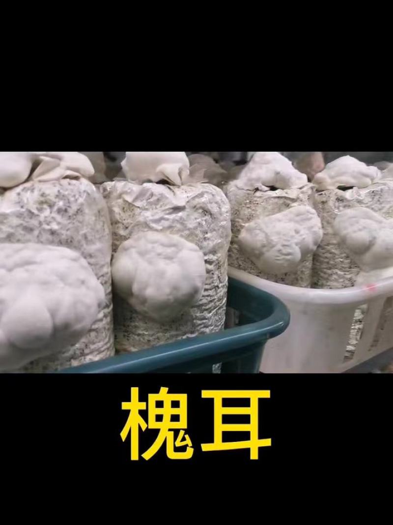 槐耳种植量大从优！只要您有量我就有价，欢迎订货合作!