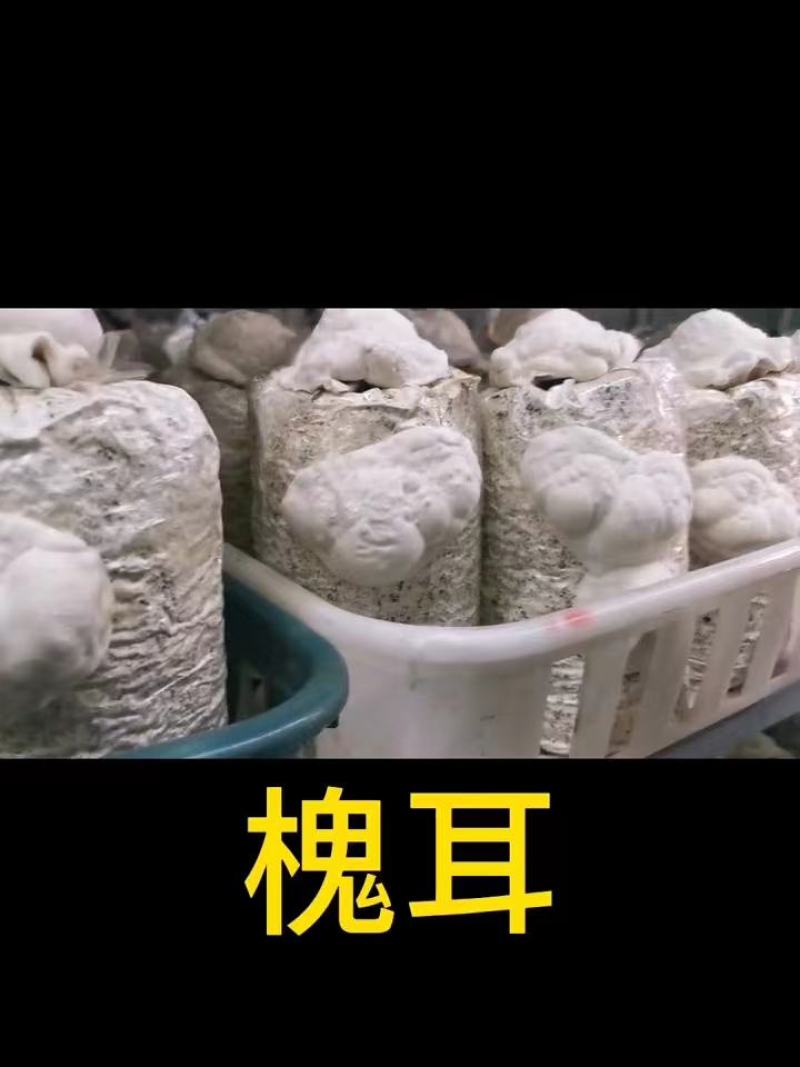 槐耳种植量大从优！只要您有量我就有价，欢迎订货合作!
