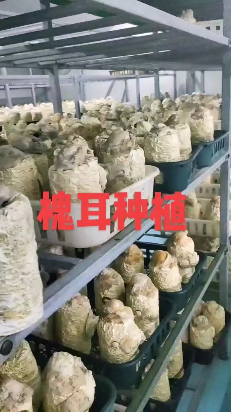 槐耳种植量大从优！只要您有量我就有价，欢迎订货合作!