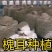 槐耳种植量大从优！只要您有量我就有价，欢迎订货合作!