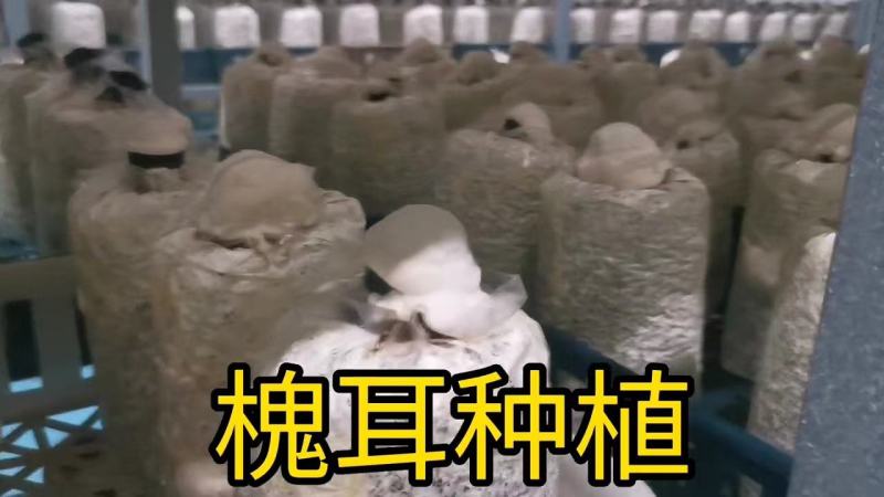 槐耳种植量大从优！只要您有量我就有价，欢迎订货合作!