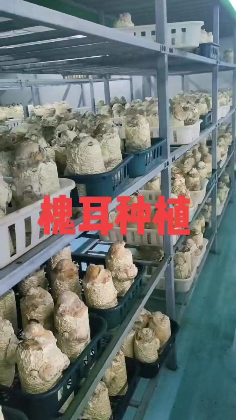槐耳种植量大从优！只要您有量我就有价，欢迎订货合作!