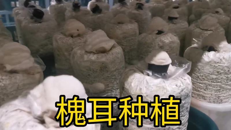 槐耳种植量大从优！只要您有量我就有价，欢迎订货合作!